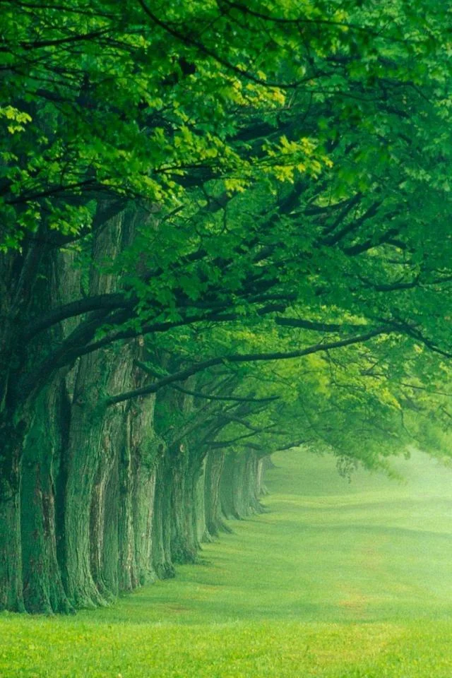 Hình Nền Những Con Đường Đẹp Cho Điện Thoại - Photo dep