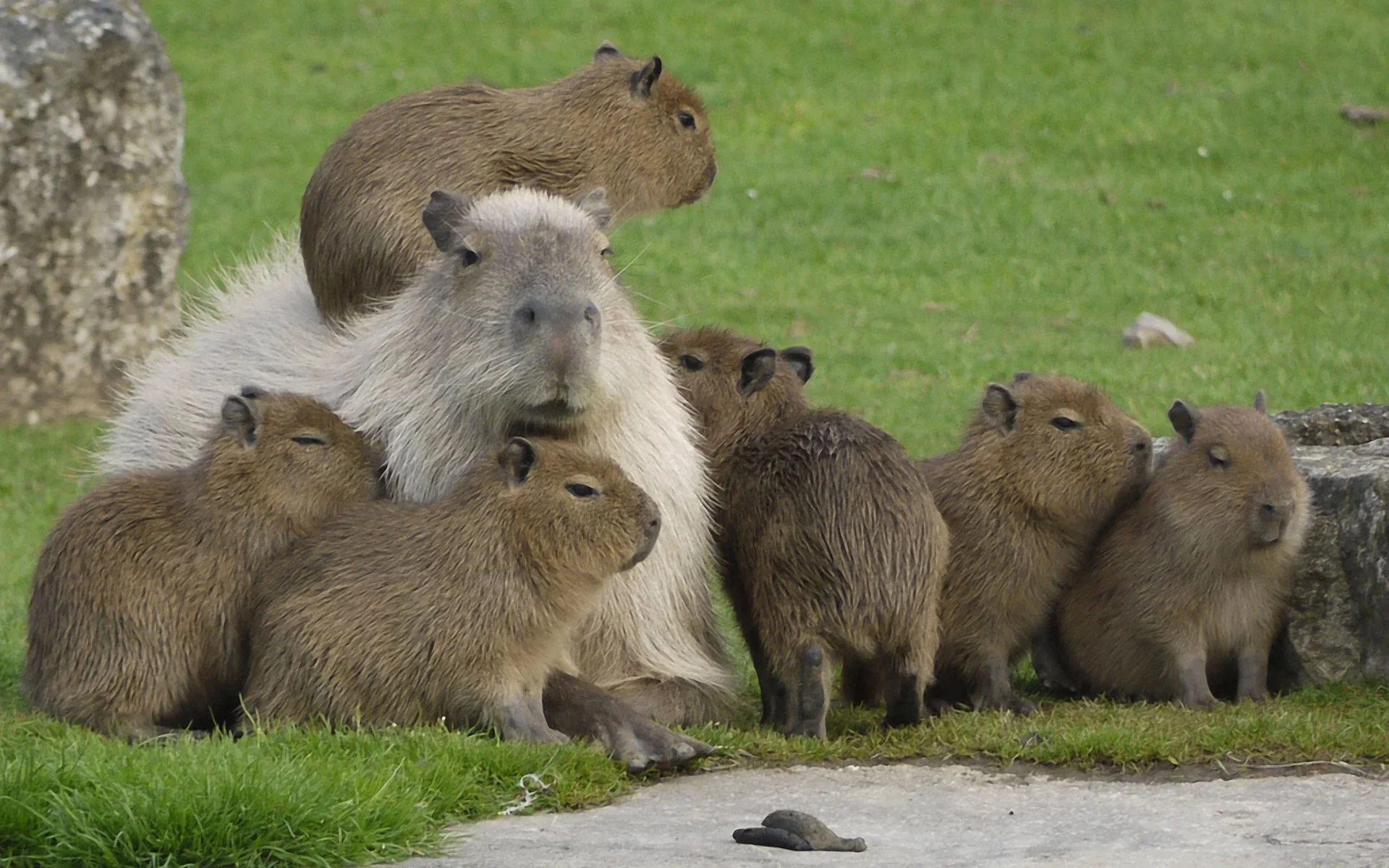 Giao diện máy tính trở nên vui nhộn với Capybara (5)