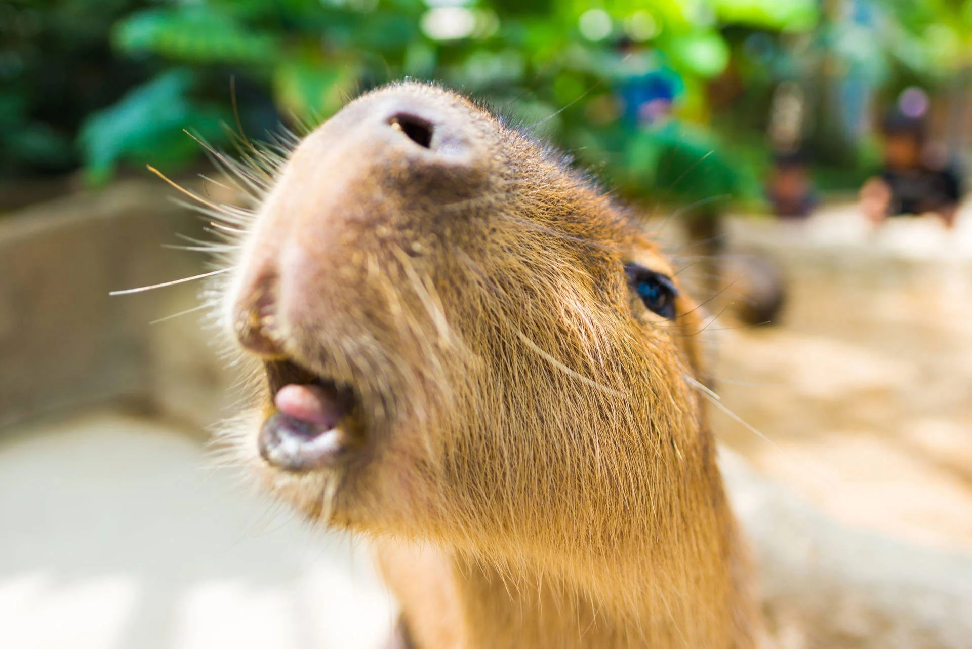 Giao diện máy tính trở nên vui nhộn với Capybara (8)