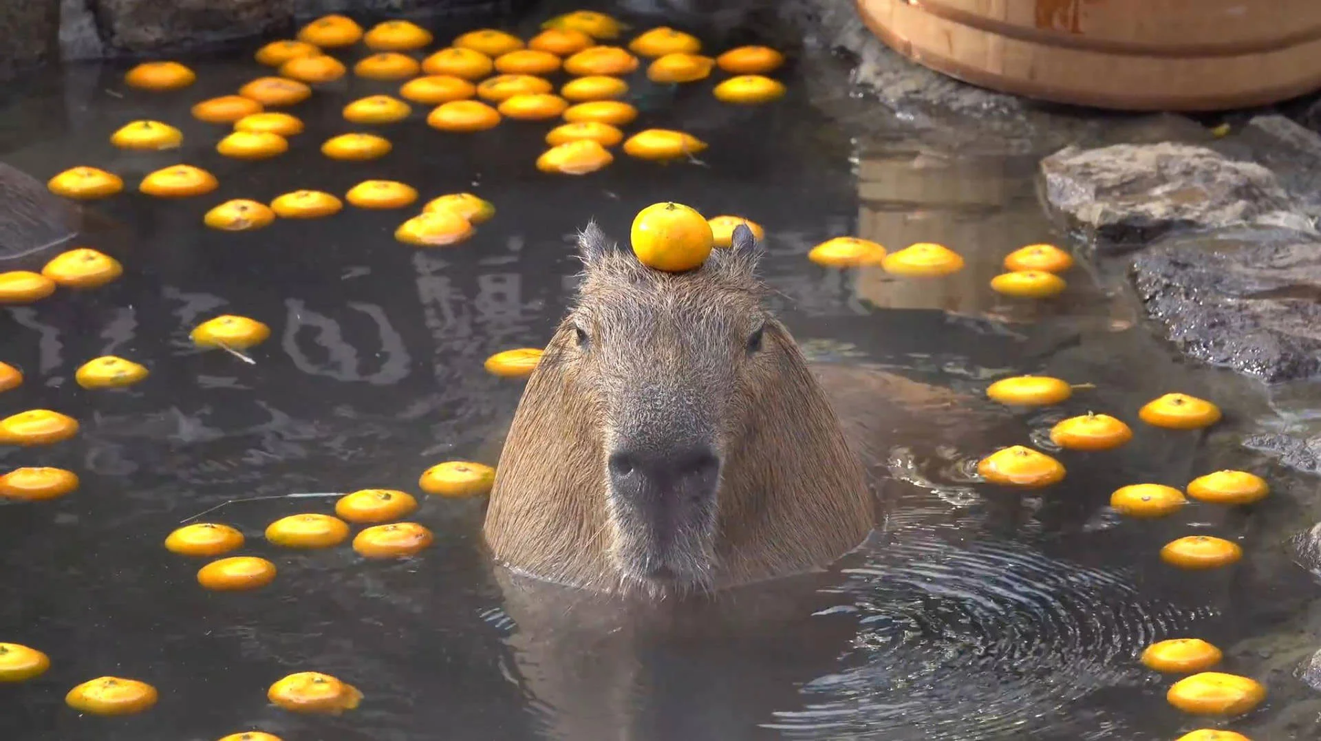 Giao diện máy tính trở nên vui nhộn với Capybara (6)