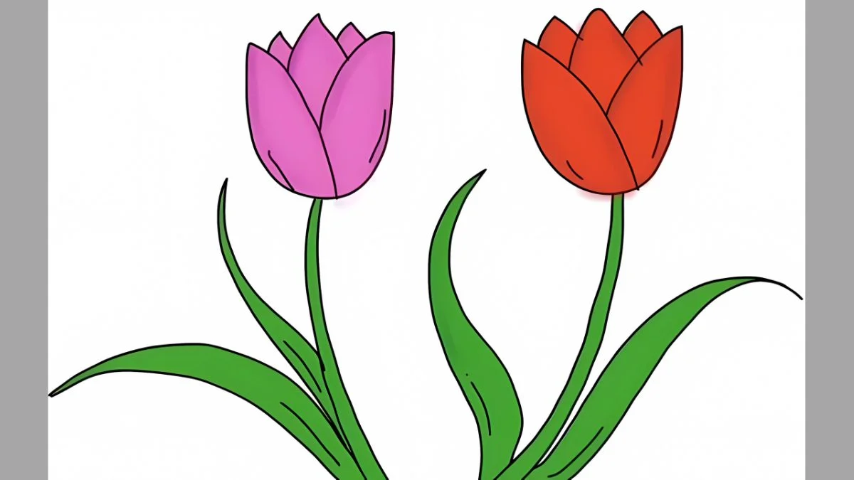 Vẽ hoa tulip chi tiết - bước 3