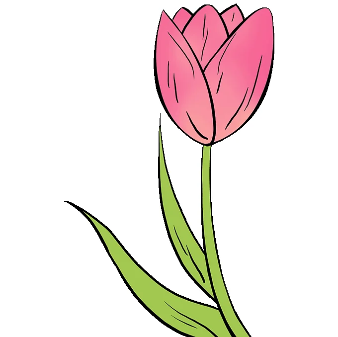 Cách vẽ hoa Tulip - Dạy Vẽ (2)