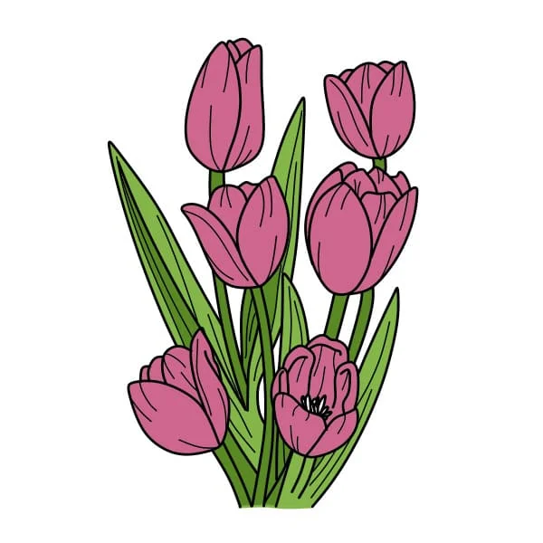 Cách vẽ hoa Tulip - Dạy Vẽ
