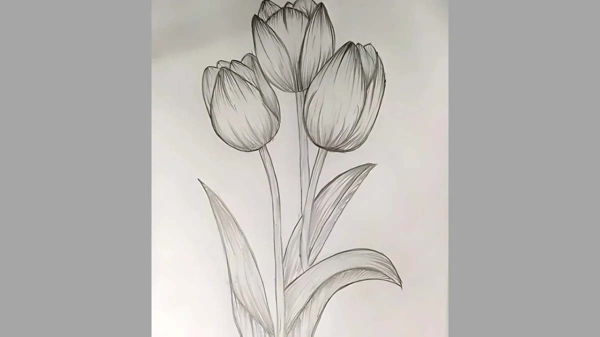 Vẽ hoa tulip bằng bút chì - bước 4